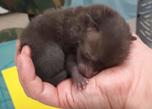 Una cucciola di volpe trovata sul ciglio della strada dai volontari dell'Enpa di Genova: "Faremo il meglio per crescerla forte e sana"