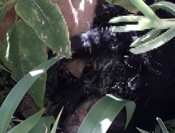 Voltri, cane precipita dal quinto piano e muore sul colpo