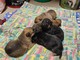 Cinque cuccioli appena nati abbandonati, trovata una balia. L’appello del canile: “Servono latte in polvere e traversine”