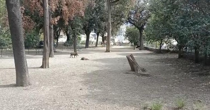 Cinghiali catturati all'Acquasola e uccisi, il 5 ottobre animalisti in piazza De Ferrari contro la Regione Cinghiali catturati all'Acquasola e uccisi, il 5 ottobre animalisti in piazza De Ferrari contro la Regione