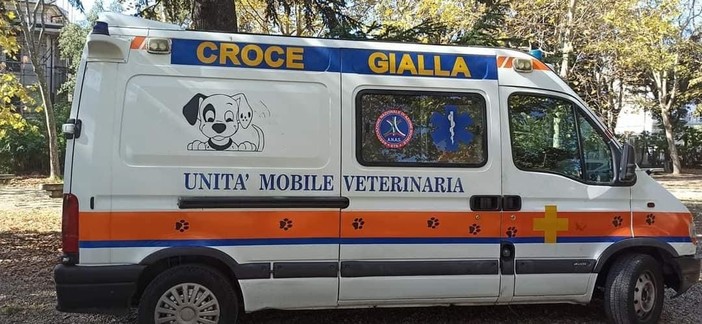 Cane lasciato in auto sotto il sole muore per il troppo caldo Cane lasciato in auto sotto il sole muore per il troppo caldo