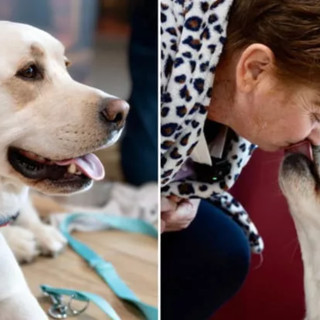 Premio Fedeltà del cane, il “Primus inter pares” a Joy: con la sua insistenza ha portato Barbara a scoprire un tumore al pancreas