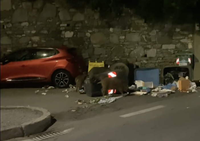 Ancora cinghiali in città, il banchetto a Quarto alto (Video) Ancora cinghiali in città, il banchetto a Quarto alto (Video)