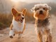Genova lancia i "Dog Points", dispenser di sacchetti biodegradabili e sistemi anti-odore per contrastare il degrado Genova lancia i "Dog Points", dispenser di sacchetti biodegradabili e sistemi anti-odore per contrastare il degrado