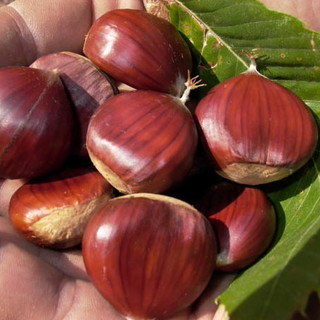 E' autunno, è tempo di castagne. Coldiretti: &quot;Senza sagre e fiere, acquistatele rigorosamente made in Liguria&quot;