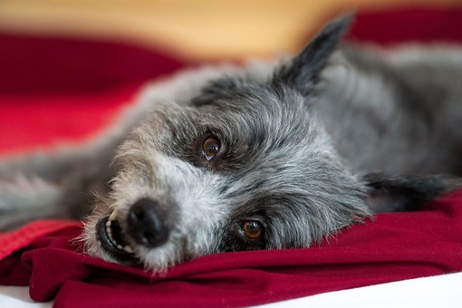 Anche i cani soffrono il rientro dalle vacanze: sei consigli per affrontare settembre senza stress Anche i cani soffrono il rientro dalle vacanze: sei consigli per affrontare settembre senza stress