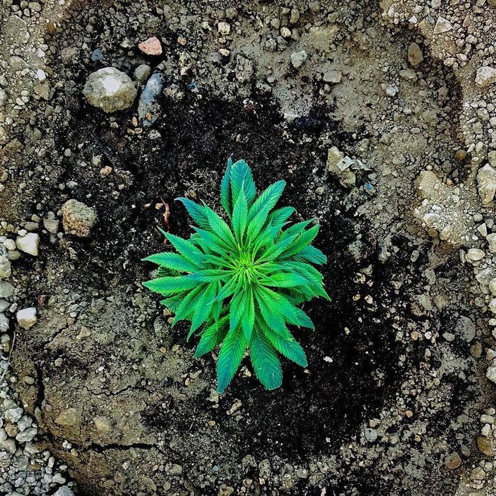 Pastorino sulla cannabis terapeutica: "La Lega si ravvede sull'importanza delle cure, ma in consiglio boccia le nostre proposte" Pastorino sulla cannabis terapeutica: "La Lega si ravvede sull'importanza delle cure, ma in consiglio boccia le nostre proposte"