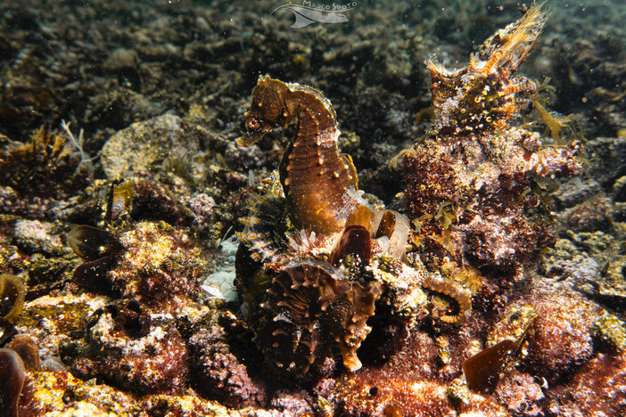 Oltre centocinquanta cavallucci marini nati a Genova tornano nel Mar Piccolo di Taranto Oltre centocinquanta cavallucci marini nati a Genova tornano nel Mar Piccolo di Taranto