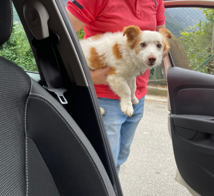 Due occhioni marroni e tanto pelo, la storia d'amore di un "bau" di nome Gino