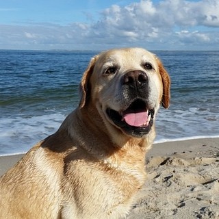 Speciale ristoranti, hotel e spiagge: accetti i cani? Contattaci per un nuovo progetto estivo! Speciale ristoranti, hotel e spiagge: accetti i cani? Contattaci per un nuovo progetto estivo!