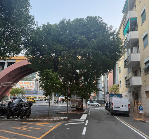 Recco, la canfora di Piazza Matteotti sarà sostituita Recco, la canfora di Piazza Matteotti sarà sostituita