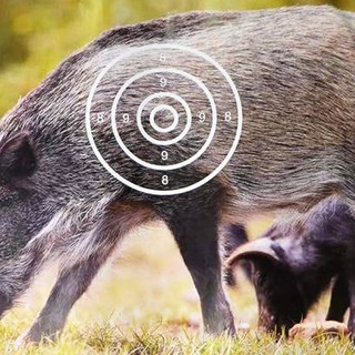 Cinghiale ferito con l'arco, l'on. Brambilla contro i "Robin Hood al pesto": "La Regione torni sui suoi passi"