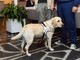 Genova: tre labrador, cani guida, consegnati a non vedenti liguri