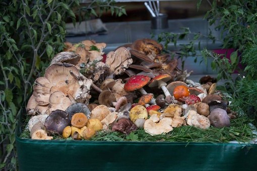 Cervasca: al via la Sagra dei “Pisacan”: colori, sapori e suoni dell’autunno