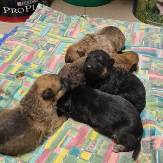 Cinque cuccioli appena nati abbandonati, trovata una balia. L’appello del canile: “Servono latte in polvere e traversine” Cinque cuccioli appena nati abbandonati, trovata una balia. L’appello del canile: “Servono latte in polvere e traversine”