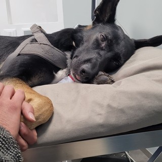 Il cane Mafalda ha bisogno di sangue, gara di solidarietà social dopo l'appello del proprietario Il cane Mafalda ha bisogno di sangue, gara di solidarietà social dopo l'appello del proprietario