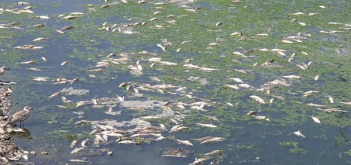 Moria di cefali alla foce del Bisagno, indagini sulle cause Moria di cefali alla foce del Bisagno, indagini sulle cause