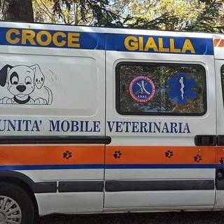 Cane lasciato in auto sotto il sole muore per il troppo caldo