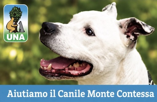 Sestri Ponente, gara di solidarietà degli studenti per il canile Montecontessa: coperte, cibo e palloni per i randagi Sestri Ponente, gara di solidarietà degli studenti per il canile Montecontessa: coperte, cibo e palloni per i randagi