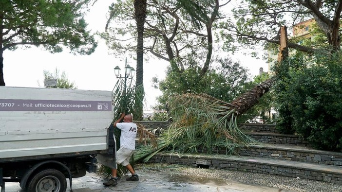 Santa Margherita, palma si abbatte nei giardini dell'anfiteatro Bindi (Foto)