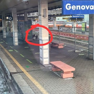 Genova, cinghiali al binario della stazione di Brignole. Aspettano il treno?