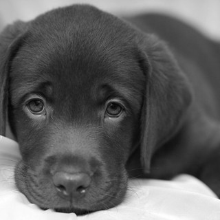 Campagna di prevenzione dell'abbandono degli animali