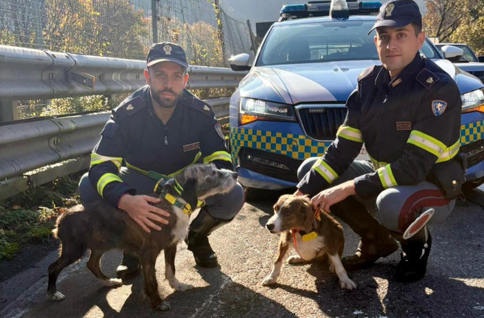 Due cani vagano sulla A7, salvati dalla Polizia Stradale Due cani vagano sulla A7, salvati dalla Polizia Stradale