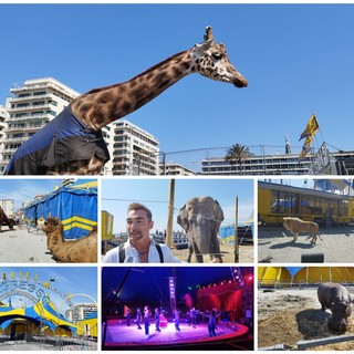 Oggi il primo spettacolo del circo 'Madagascar', &quot;Gli animali? Fanno parte della nostra famiglia&quot; (foto e video)