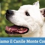 Sestri Ponente, gara di solidarietà degli studenti per il canile Montecontessa: coperte, cibo e palloni per i randagi Sestri Ponente, gara di solidarietà degli studenti per il canile Montecontessa: coperte, cibo e palloni per i randagi