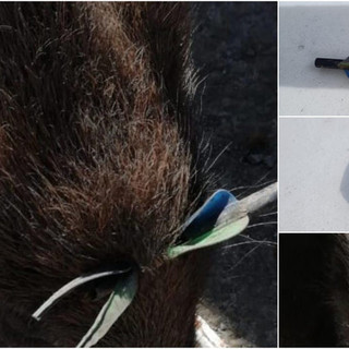 Cinghiale ferito da una freccia, gli animalisti: "Ora una legge che annulli questa vergogna"