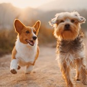 Genova lancia i "Dog Points", dispenser di sacchetti biodegradabili e sistemi anti-odore per contrastare il degrado Genova lancia i "Dog Points", dispenser di sacchetti biodegradabili e sistemi anti-odore per contrastare il degrado