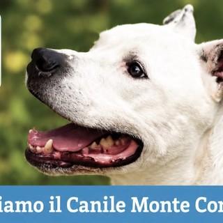Sestri Ponente, gara di solidarietà degli studenti per il canile Montecontessa: coperte, cibo e palloni per i randagi Sestri Ponente, gara di solidarietà degli studenti per il canile Montecontessa: coperte, cibo e palloni per i randagi