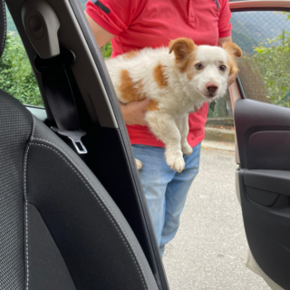 Due occhioni marroni e tanto pelo, la storia d'amore di un "bau" di nome Gino