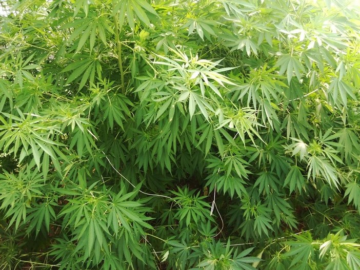 Lavagna: madre e figlio nei guai per 50 grammi di marijuana