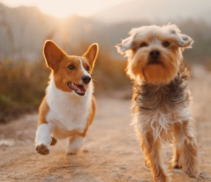 Genova lancia i "Dog Points", dispenser di sacchetti biodegradabili e sistemi anti-odore per contrastare il degrado