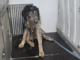 Cane maltrattato e deperito salvato dalla Croce Gialla: trasferito al canile di Monte Contessa Cane maltrattato e deperito salvato dalla Croce Gialla: trasferito al canile di Monte Contessa