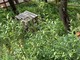Giardini del Fossato: quando i volontari facevano la differenza (FOTO) Giardini del Fossato: quando i volontari facevano la differenza (FOTO)