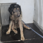 Cane maltrattato e deperito salvato dalla Croce Gialla: trasferito al canile di Monte Contessa Cane maltrattato e deperito salvato dalla Croce Gialla: trasferito al canile di Monte Contessa