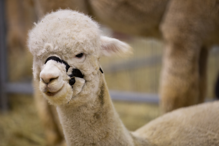 Petsfestival 2023 presenta l’international Llama &amp; Alpaca Show