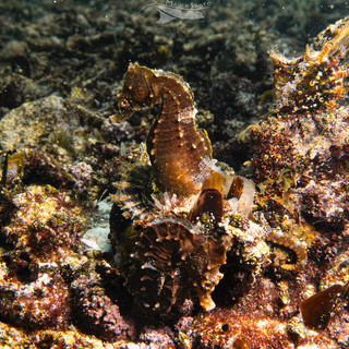 Oltre centocinquanta cavallucci marini nati a Genova tornano nel Mar Piccolo di Taranto