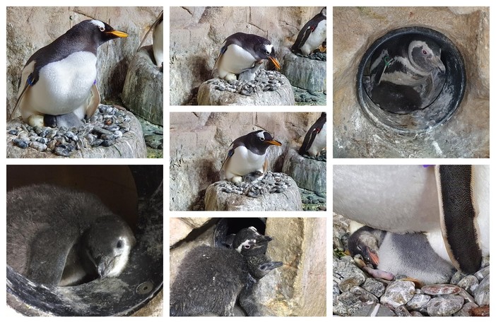 Acquario di Genova: nati quattro pulcini di pinguino (FOTO) Acquario di Genova: nati quattro pulcini di pinguino (FOTO)