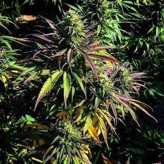 Sorpreso in piazza con 1 kg di marijuana: a casa ne nascondeva altri 3