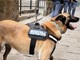 Centro storico, controlli antidroga nei caruggi: il cane Constantin scopre oltre 40 grammi di hashish nascosti