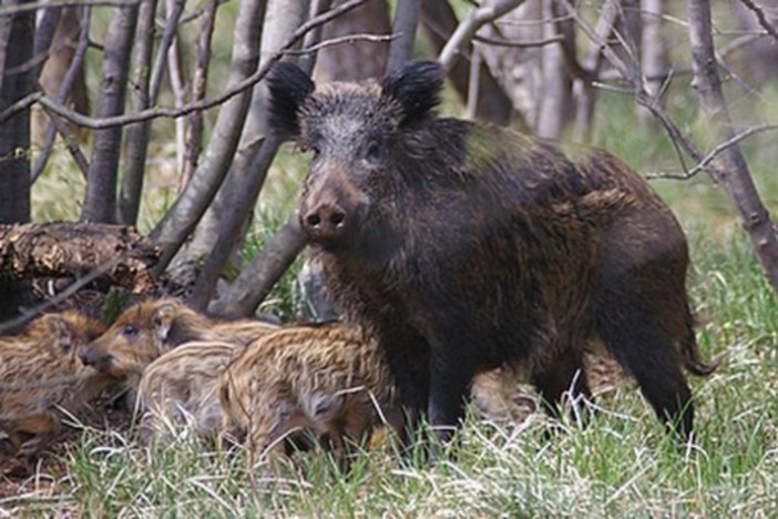 Peste Suina, due nuovi casi a Campo Ligure