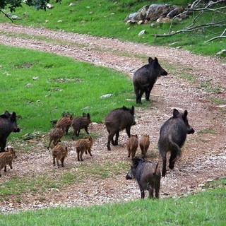L'Enpa: "L'anziano di Rovegno non è morto per l‘attacco di un cinghiale, ma per un colpo di fucile"