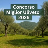 Recco, adesione al concorso "Miglior Uliveto 2026" Recco, adesione al concorso "Miglior Uliveto 2026"