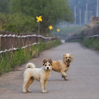 Obbligo nazionale di microchippatura per gatti e furetti: lo chiede l’Oipa per combattere il randagismo