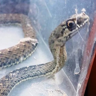 Il colubro lacertino rinvenuto ad Albenga alla foce del Centa