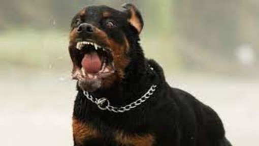 Aizza il cane contro gli agenti di Polizia locale. Denunciato