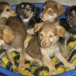 Una denuncia per l'abbandono di alcuni cuccioli nella spazzatura